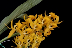 Mormodes warscewiczii Rogues Peruvian Princess AM/AOS 82 pts.Inflorescence